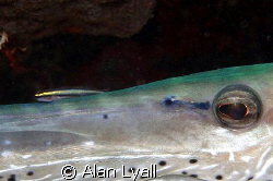 Sharknose goby hitches a ride on a trumpetfish nose by Alan Lyall 
